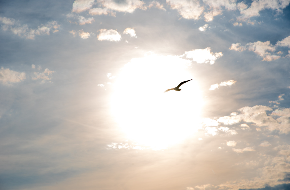 Möwe in Sonne